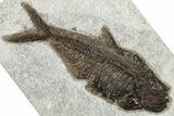 Beautiful Fossil Fish (Diplomystus) - Wyoming #292454-1